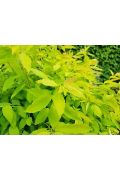 Спірея сливолиста Голдфаєр із золотистим листям.